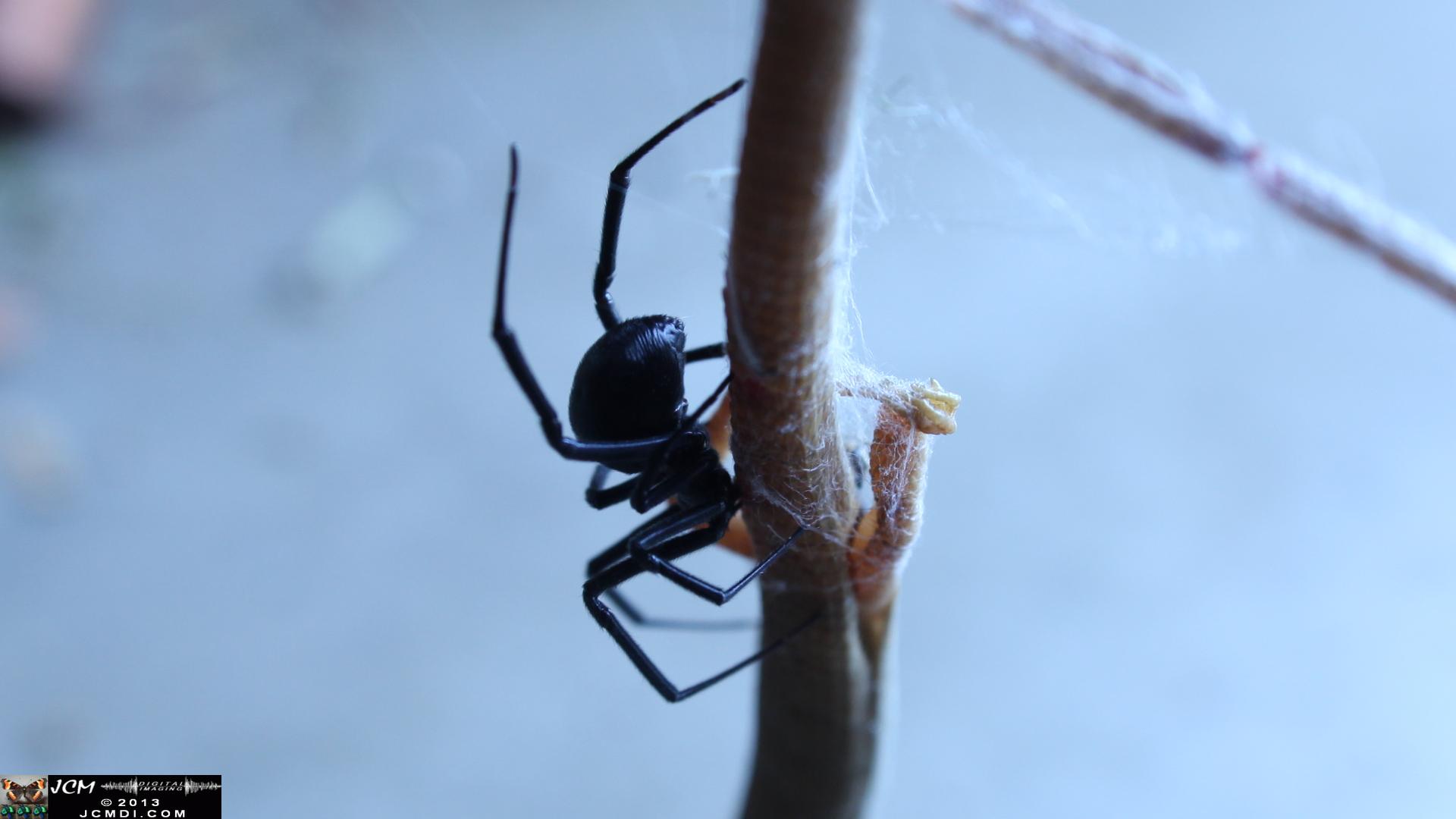 Black Widow vs (and EATS) Alligator Lizard